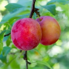 PIANTA DA FRUTTO SUSINO SANTA