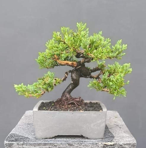 Bonsai albero vivo - di,