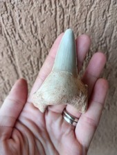 Fossili * GRANDE DENTE DI