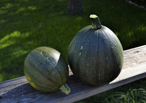 Zucca tatume 20 - tatume,