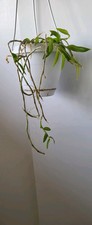 Orchidea Giovane, Dendrobium pierardii, Di 10- 15 Cm Circa In Vaso.  Orchidée...