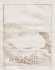 Incisione coniglio angora - incisione, di