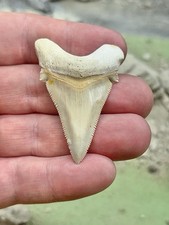 Dente di squalo fossile