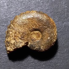 CRENICERAS RENGGERI fossile, ammonite, Giura (Svizzera)