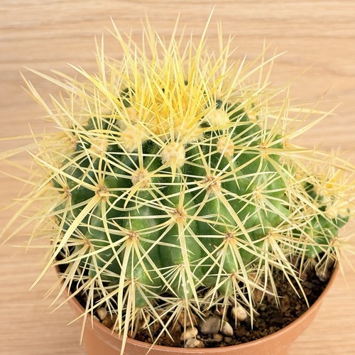 Echinocactus grusonii pot - grusonii,