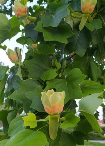 Tulipero albero di tulipani - tulipero,