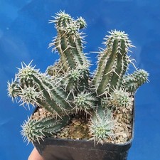 Euphorbia phillipsioides B 16109 (BIG PLANT) POT 10 CM On its own root Rare!!!!
