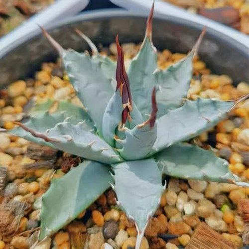 Pianta agave succulenta - succulenta, 6cm