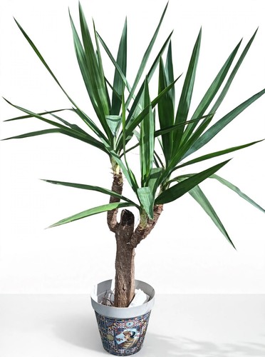 Yucca elefantina - yucca,