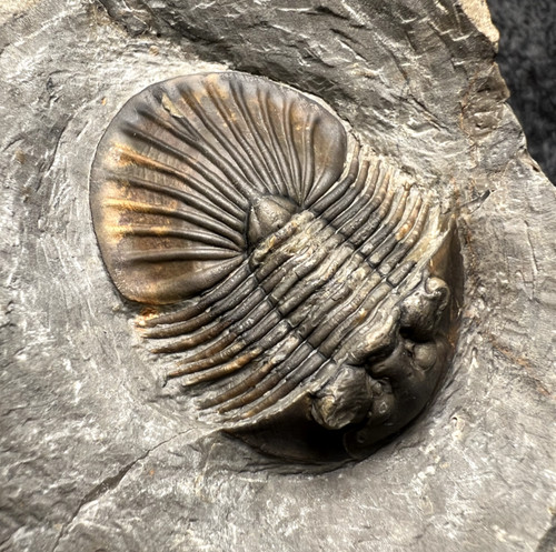 Doppio fossile trilobite - fossile, di