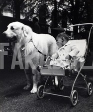 Foto vintage Cani, 1961