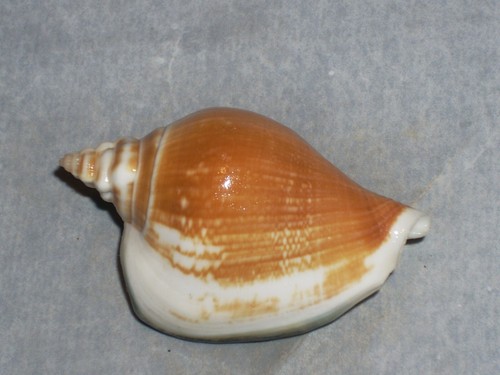 Laevistrombus turturella black - laevistrombus,