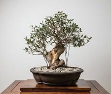 Bonsai di Olivo (Olea)