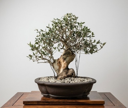 Bonsai olivo - bonsai, (olea)