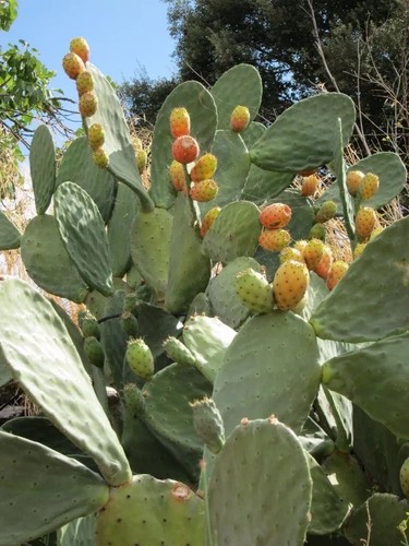 Opuntia spp esqueje de - esqueje,