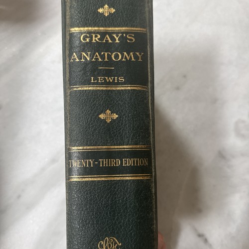 Gray anatomy lewis - gray's,