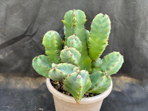 Euphorbia resinifera vivaio - euphorbia, il