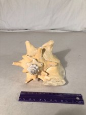 Conchiglia Gigante Naturale