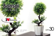 BONSAI 30 cm PIANTA PIANTINA