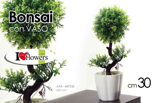 Bonsai pianta piantina - pianta,