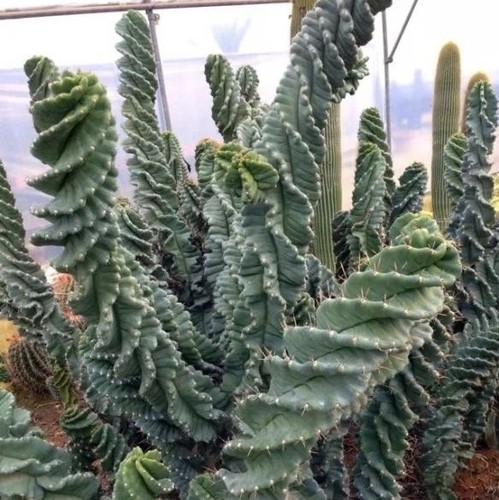 Cereus forbesii spiralis 50 - spiralis,