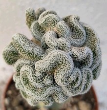 Turbinicarpus pseudopectinatus f.Ma stricta cristate