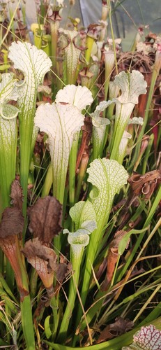 Leucophylla schnells ghost - leucophylla,
