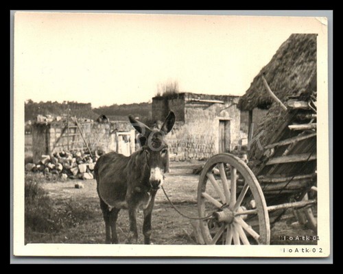 Foto ww2 italia mulo - foto,, italia'41,