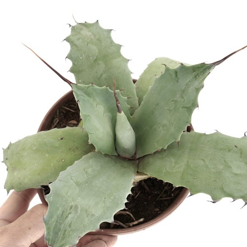 Agave parryi utahensis - agave,
