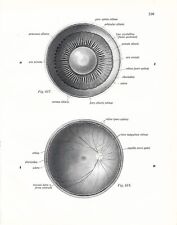 Stampa antica ANATOMIA dell' OCCHIO oculista medicina Sobotta 1931 Antique print