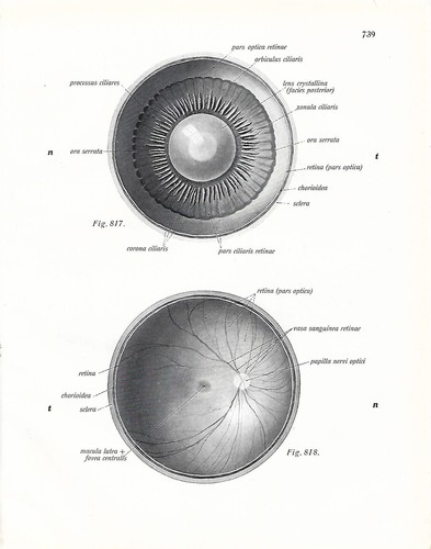 Stampa antica anatomia dell - antica,