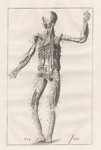 Scheletro umano muscoli - umano,