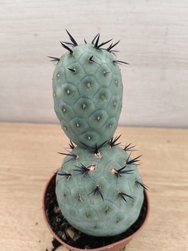 9455 tephrocactus geometricus - 9455,