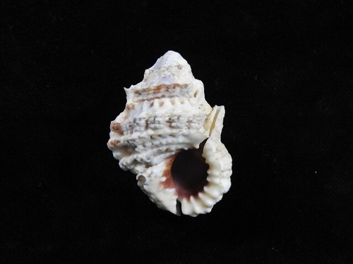 Sea shell bursa rhodostoma - sea,