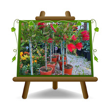 Callistemon Linearis pianta ornamentale su vaso da 24 cm Altezza 100 cm