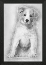 Border Collie cucciolo seduto