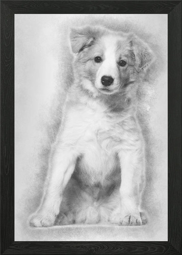 Border collie cucciolo seduto - cucciolo,