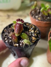 Cephalotus Follicularis -Araflora Clone