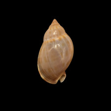 Conchiglia Shell CASMARIA