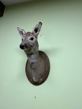Roe deer head on the board