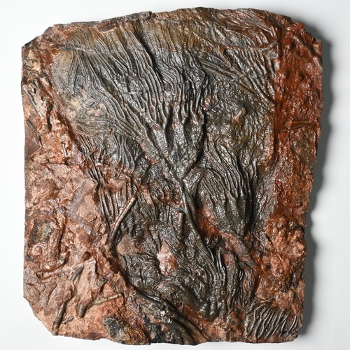 Doppio crinoide fossile - crinoide,