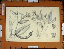 Vecchia stampa antica