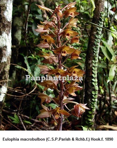 Bulbi eulophia macrobulbon - 5,