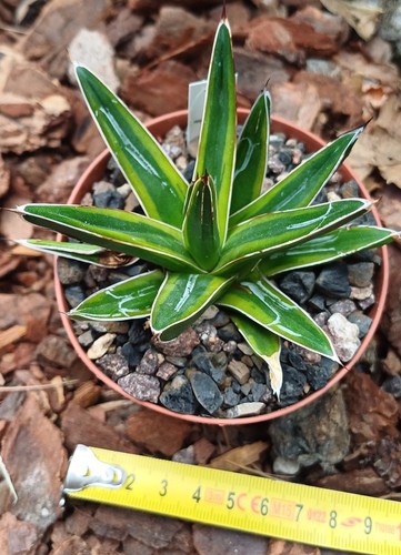 Agave victoria reginae - agave, victoria-reginae