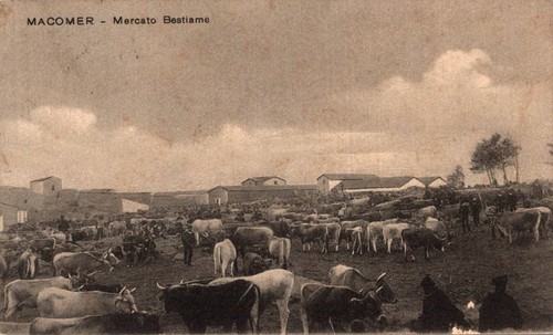 Nuoro macomer mercato - macomer, bestiame