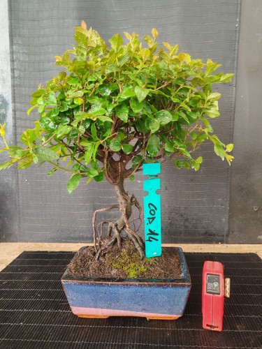 Bonsai ciliegio cinese 34 - ciliegio,