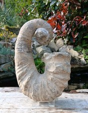 Fossil Ancyloceras Ammonite