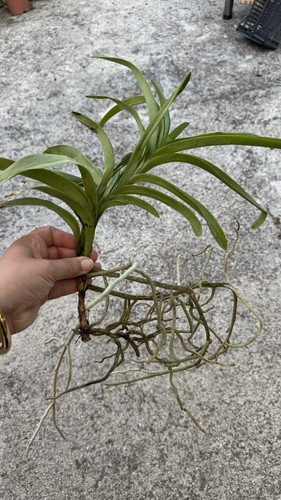 Vanda orchidea blu coerulea - vanda,