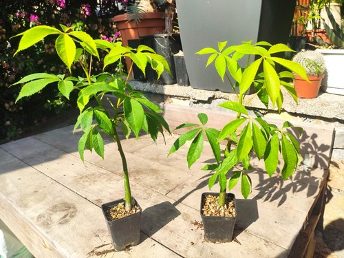 Ceiba speciosa chorisia kapok - speciosa,