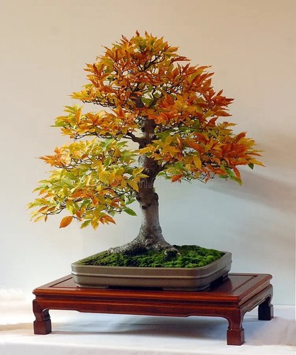 Semi faggio bonsai - 15, di